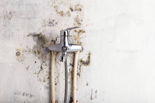 Best Toxic Mold Removal  in Middlefield, OH