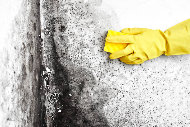 Best Commercial Mold Removal  in Middlefield, OH