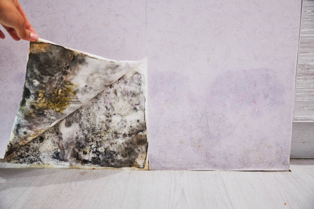 Best Mold Damage Repair  in Middlefield, OH